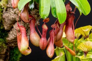 planta de jarra Nepenthes