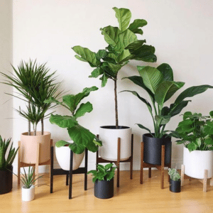 Plantas de interior ideales para decorar tu salón o sala de estar.