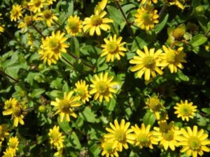 Sanvitalia procumbens o Zinnia rastrera: cuidados y cultivo