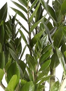 Zamioculca – Maceta 17cm. – Altura aprox. 70cm. – Planta viva